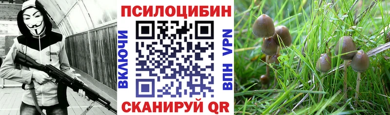 мега как зайти закладка Черняховск Галлюциногенные грибы Magic Shrooms